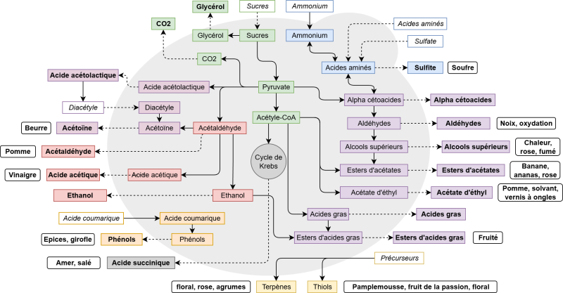 Fichier:Métabolisme des levures.png