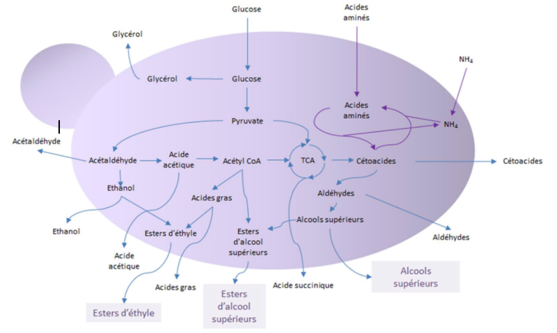 Fichier:Production aromes fermentaires levures.png
